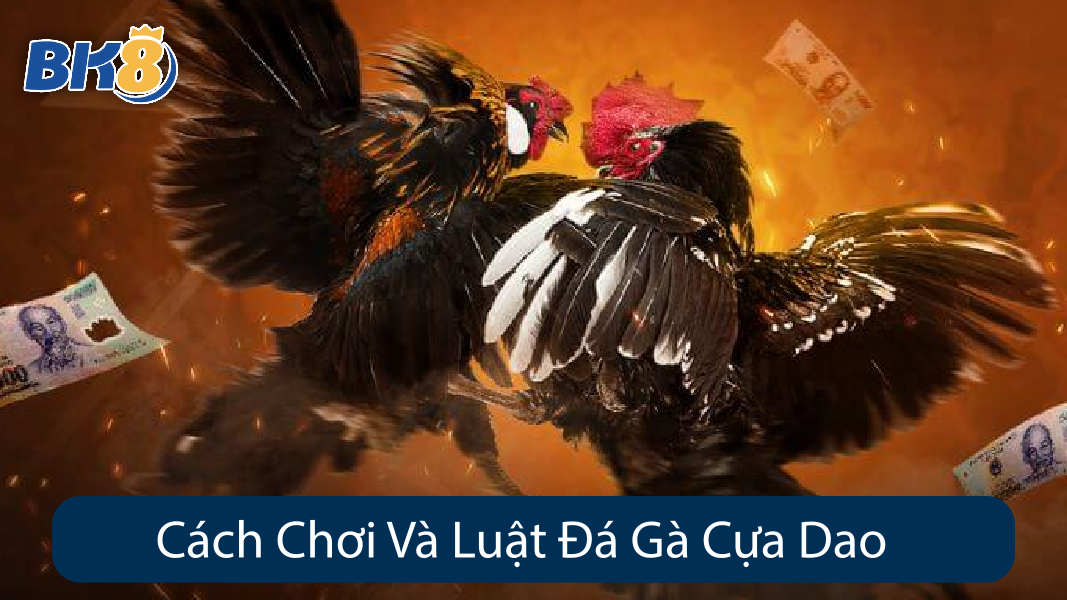 Cách Chơi Và Luật Đá Gà Cựa Dao