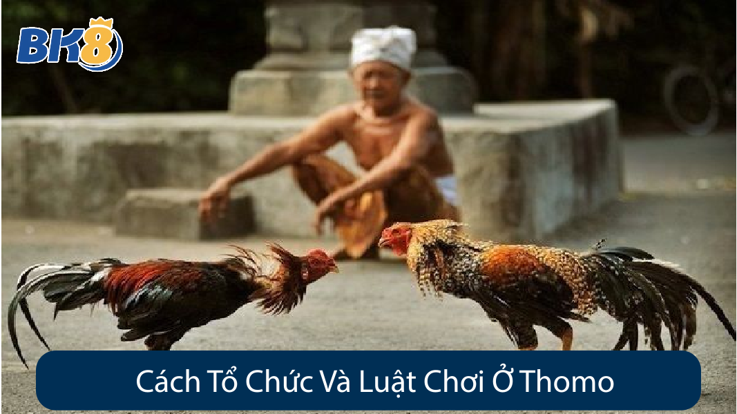 Cách Tổ Chức Và Luật Chơi Ở Thomo