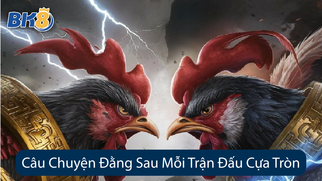 Câu Chuyện Đằng Sau Mỗi Trận Đấu Cựa Tròn