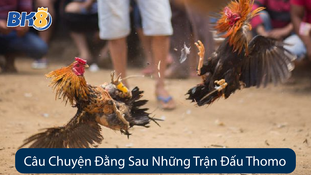 Câu Chuyện Đằng Sau Những Trận Đấu Thomo