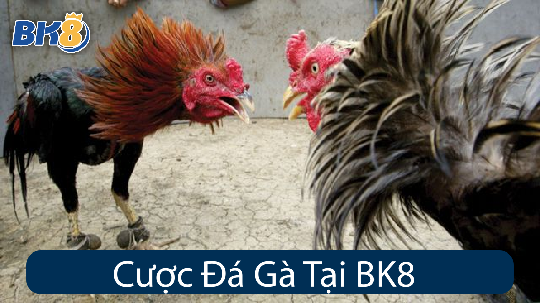 Cược Đá Gà Tại BK8