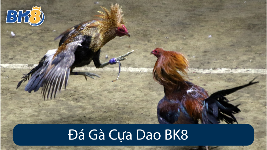 Đá Gà Cựa Dao BK8