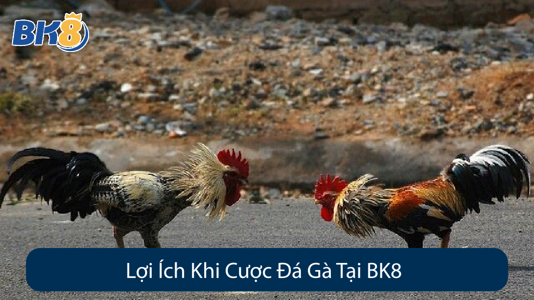 Lợi Ích Khi Cược Đá Gà Tại BK8