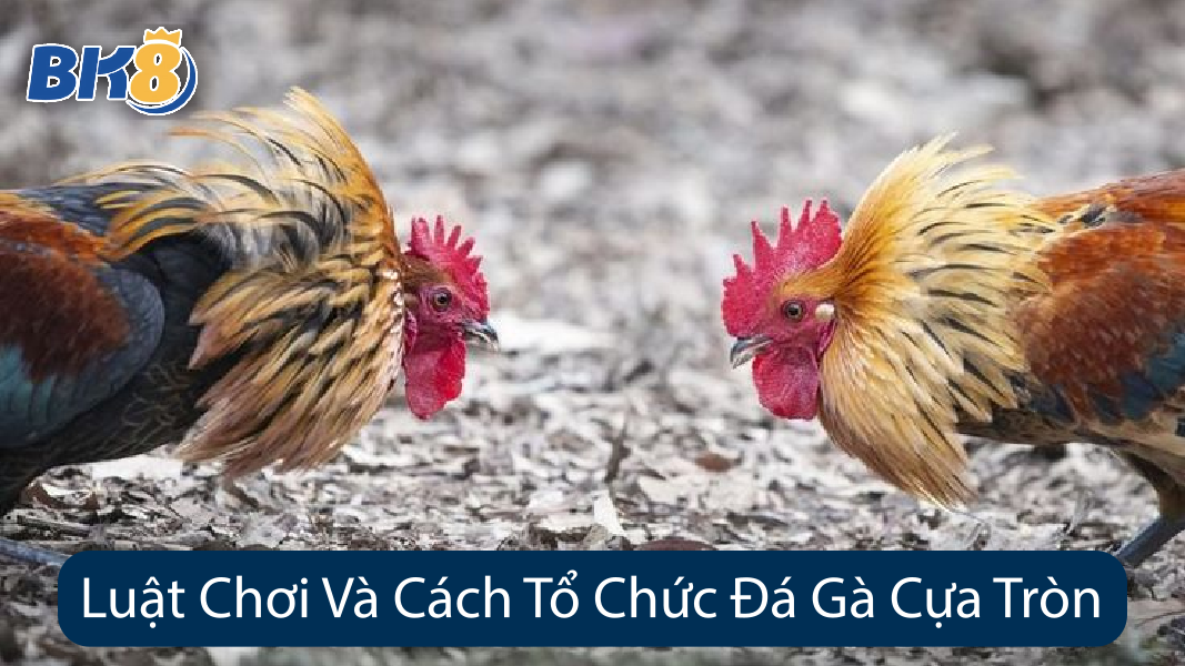 Luật Chơi Và Cách Tổ Chức Đá Gà Cựa Tròn