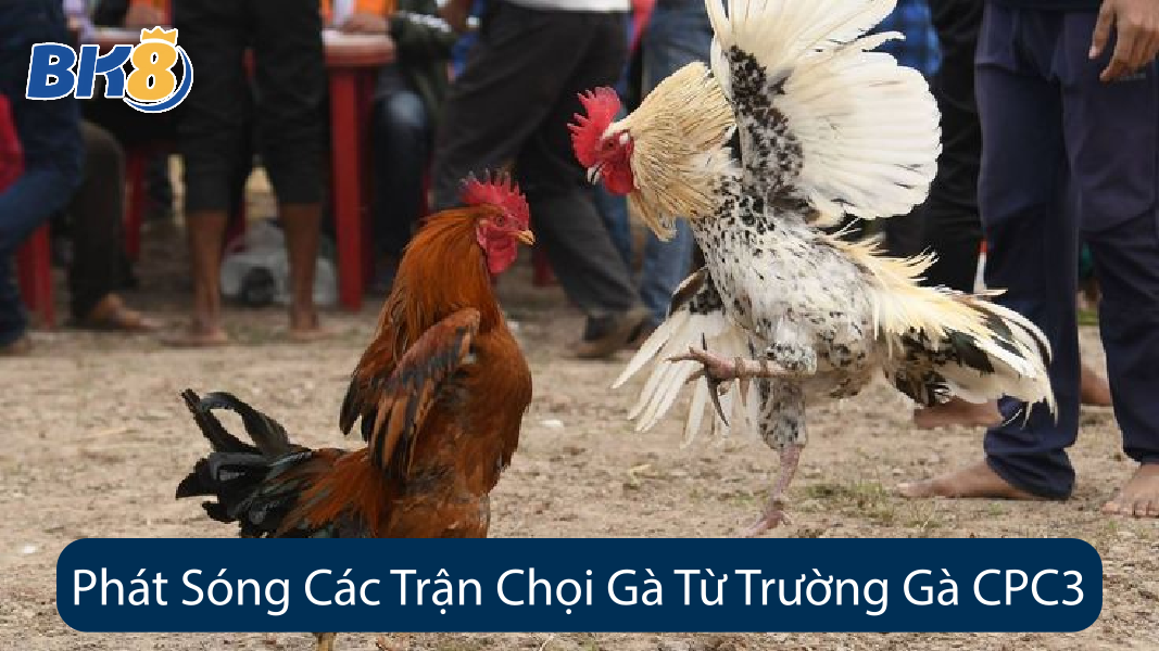 Phát Sóng Các Trận Chọi Gà Từ Trường Gà CPC3