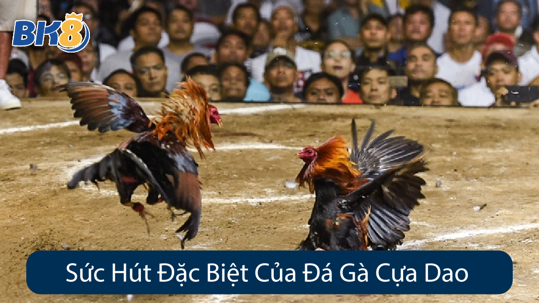 Sức Hút Đặc Biệt Của Đá Gà Cựa Dao
