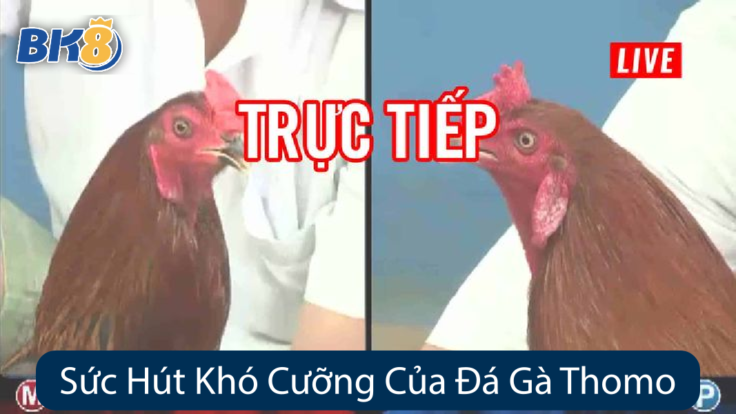 Sức Hút Khó Cưỡng Của Đá Gà Thomo