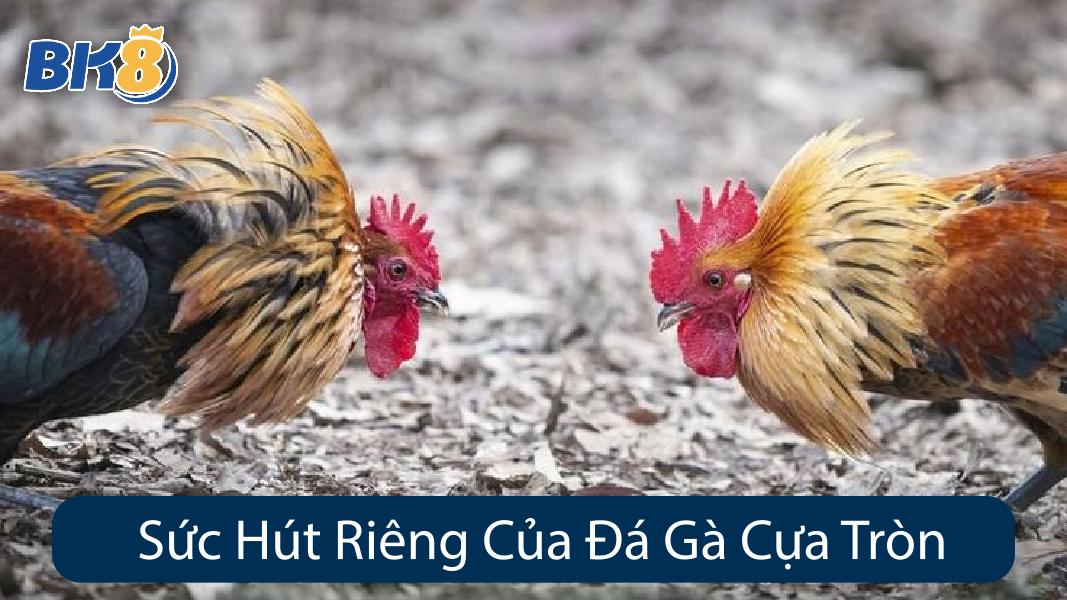 Sức Hút Riêng Của Đá Gà Cựa Tròn