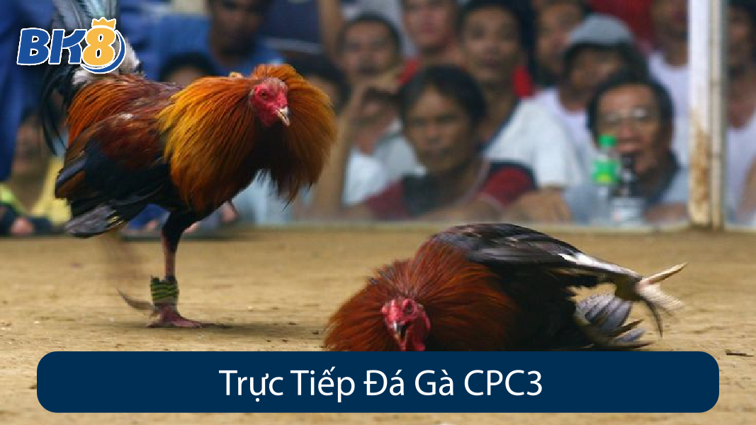 Trực Tiếp Đá Gà CPC3
