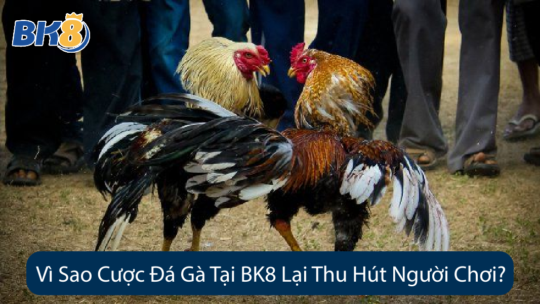 Vì Sao Cược Đá Gà Tại BK8 Lại Thu Hút Người Chơi